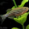 zebradanio