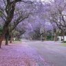 jacaranda