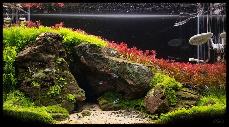 What's your favourite aquascape 2015? - UK Aquatic Plant Society