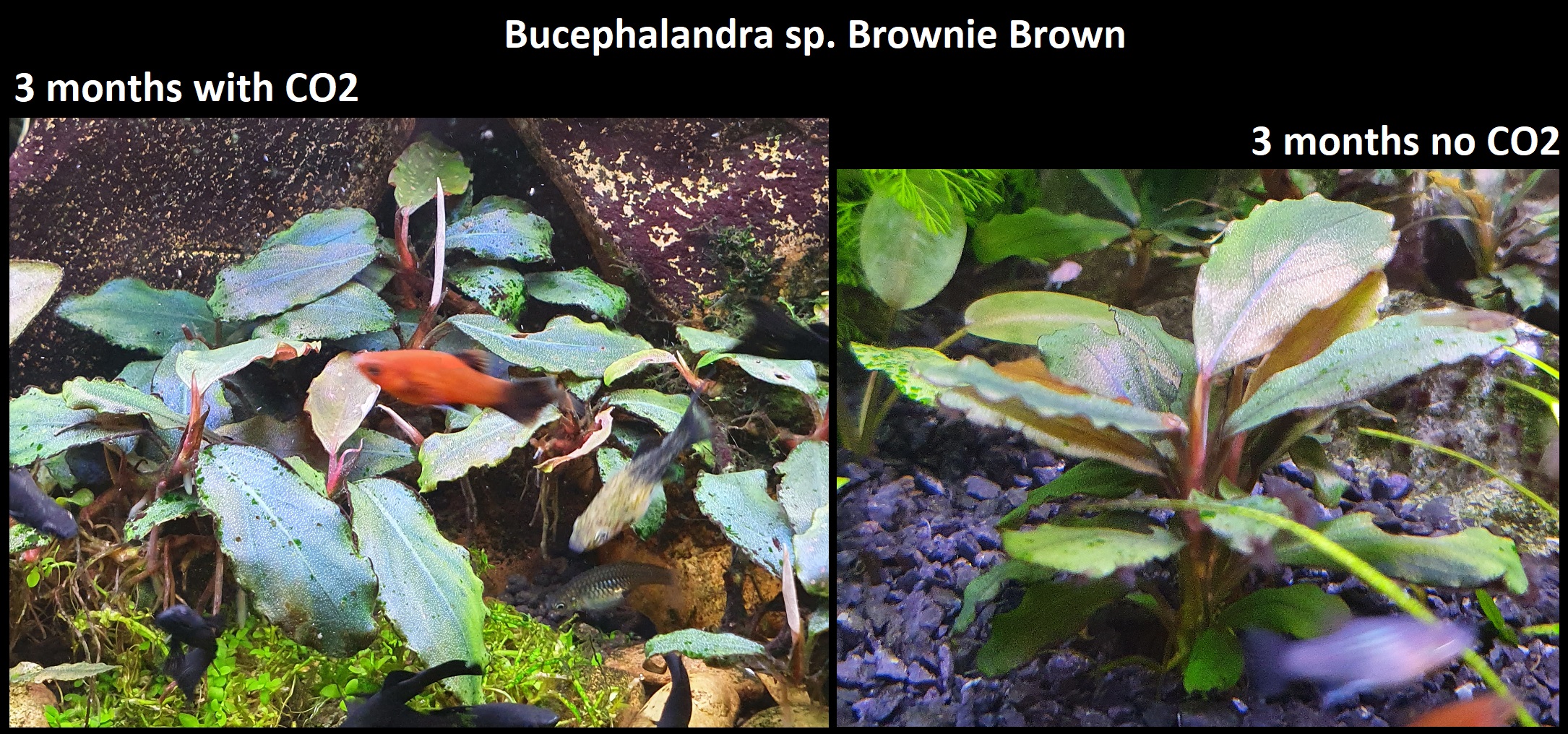 05. Bucephalandra sp. Brownie Brown.jpg