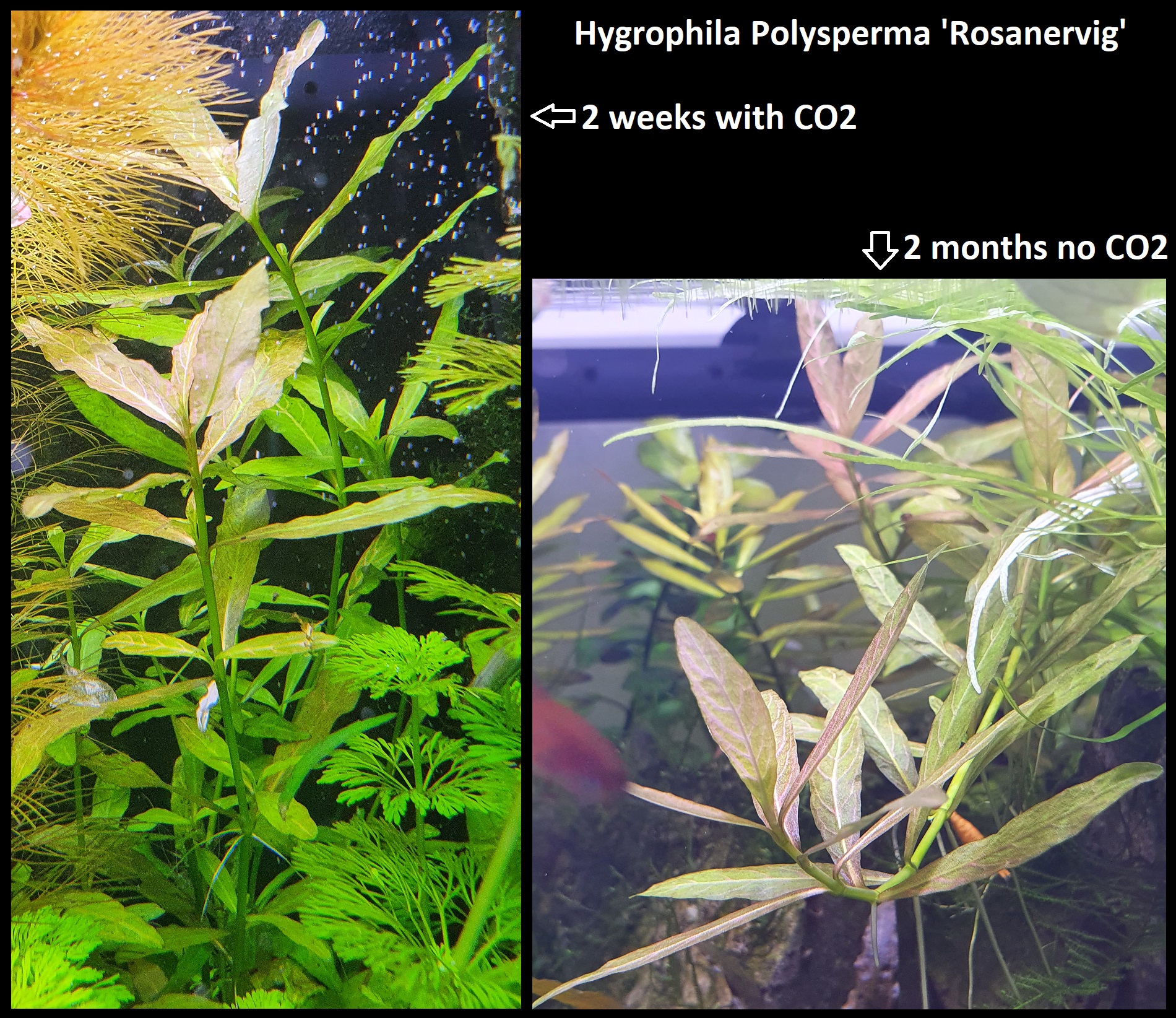 06. Hygrophila Polysperma 'Rosanervig'.jpg