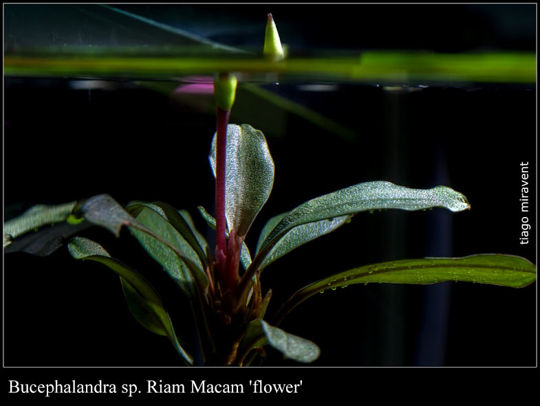 1-bucephalandra_riamMacam.jpg