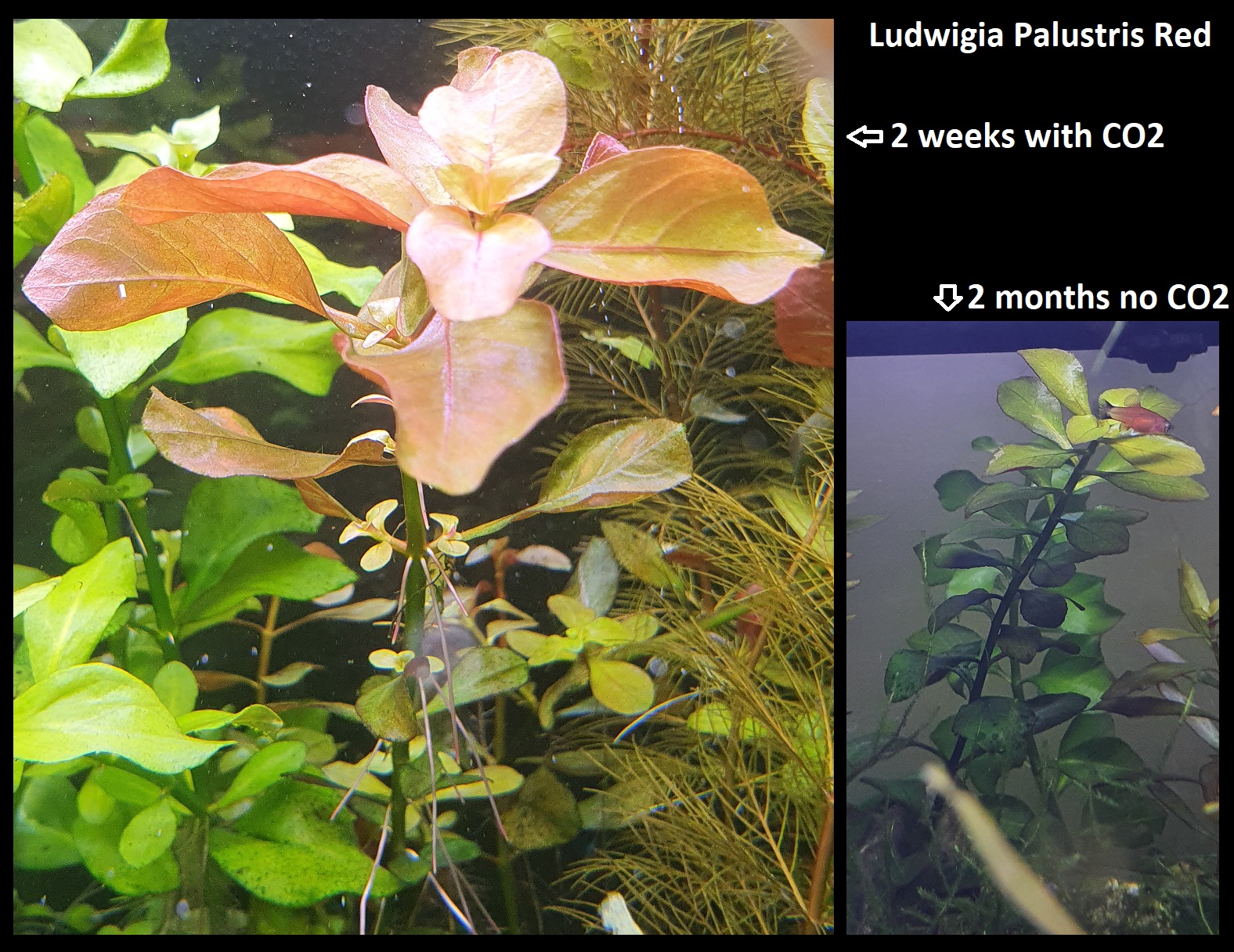 11. Ludwigia Palustris Red.jpg