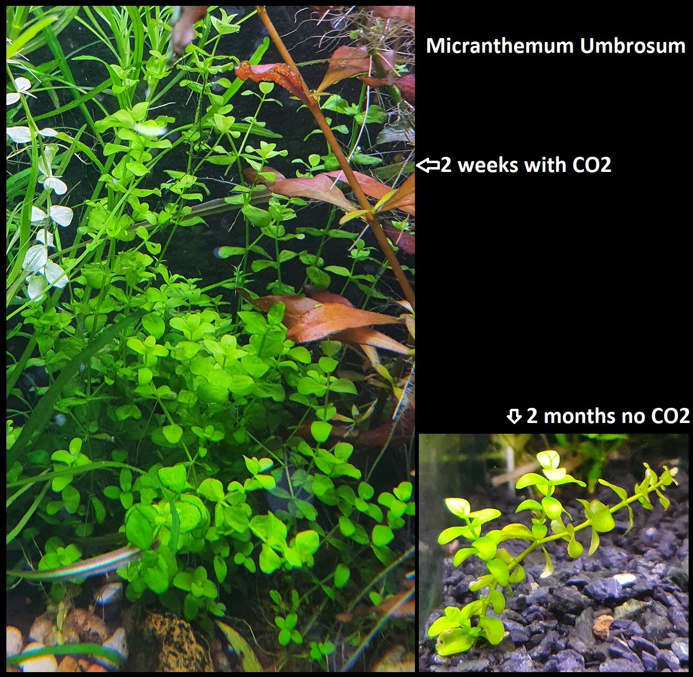 12. Micranthemum Umbrosum.jpg