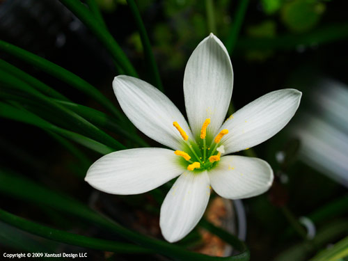 15-vi-09-zephyranthes-candida-i-s.jpg