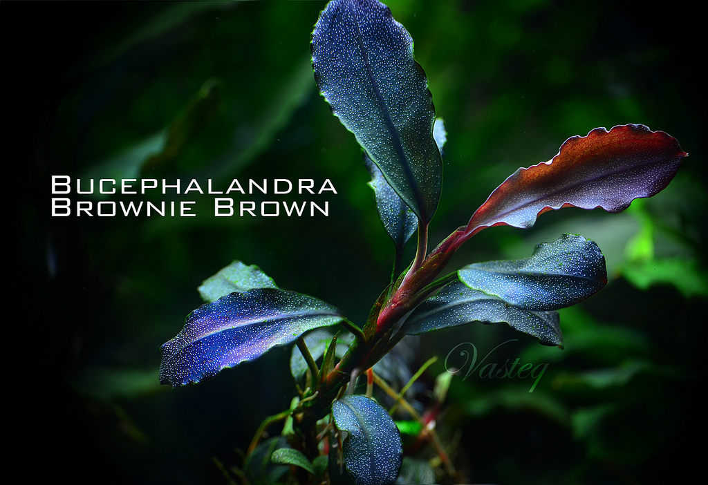 Brownie Blue Bucephalandra sp