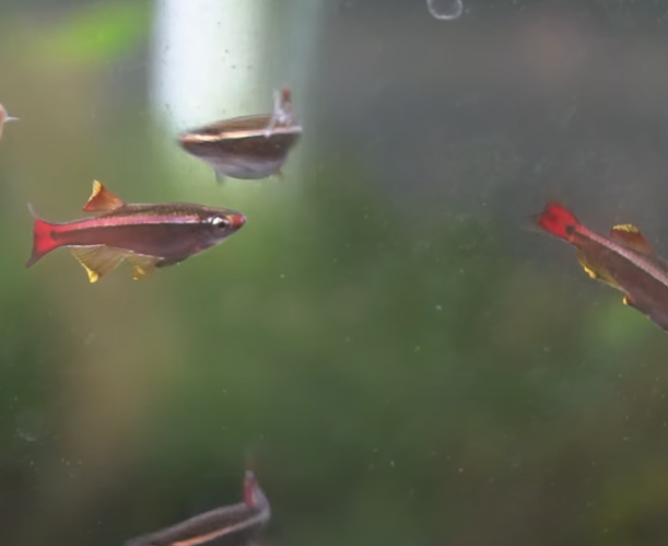 Gold tipped fins on white cloud mountain minnow