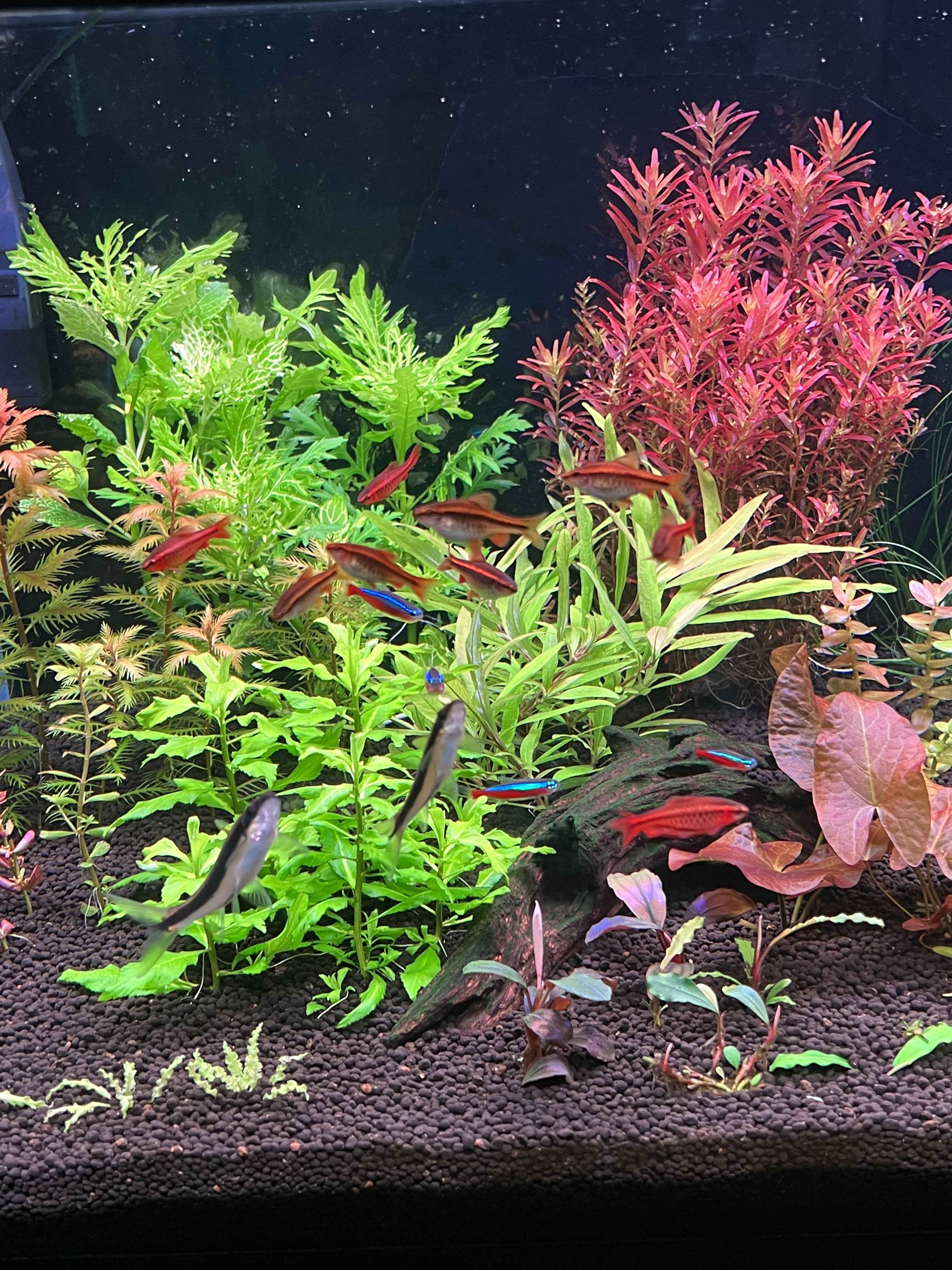First Planted Tank, 40 Gallon Rimless Breeder [Mistakes were made] :  r/PlantedTank