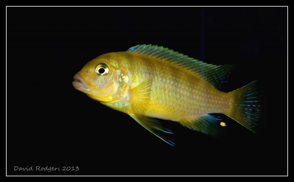 2013-cichlids--kenya_zps62588eb9.jpg