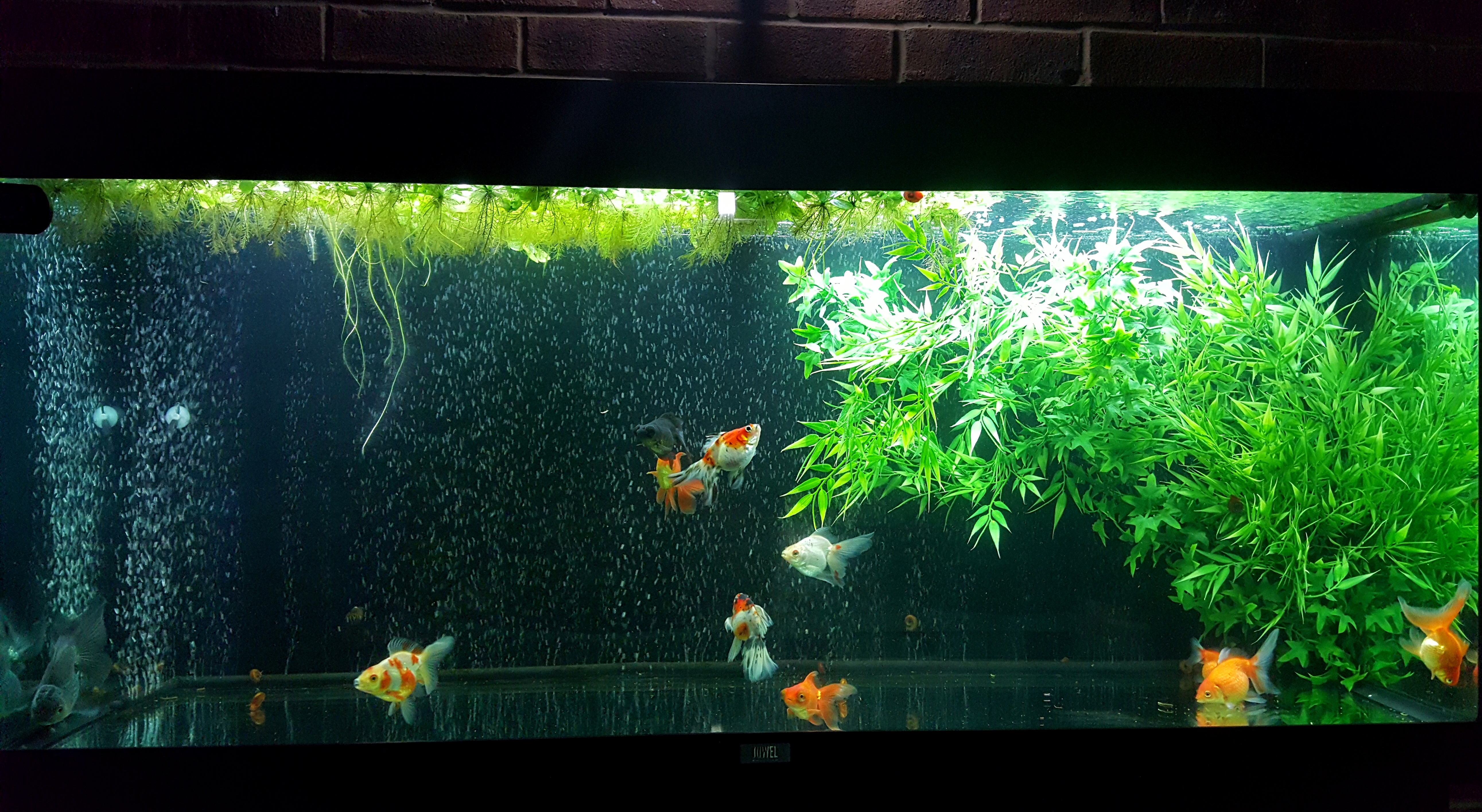 AUTO-CLEANING GOLDFISH TANK? Experiment in progress