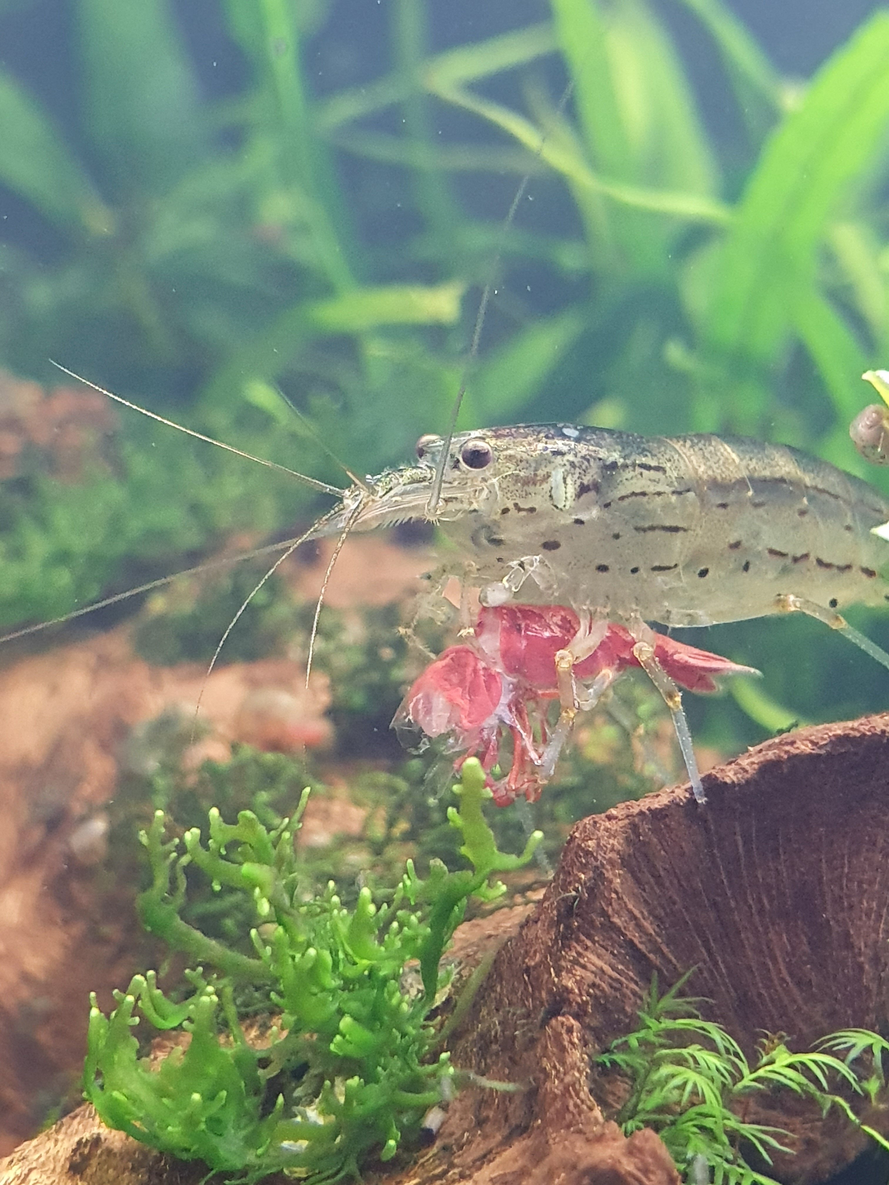 Will amano shrimp eat cherry shrimp