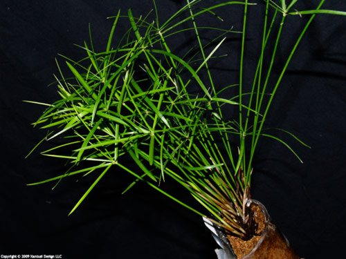 21-xi-09-cyperus-i-s.jpg