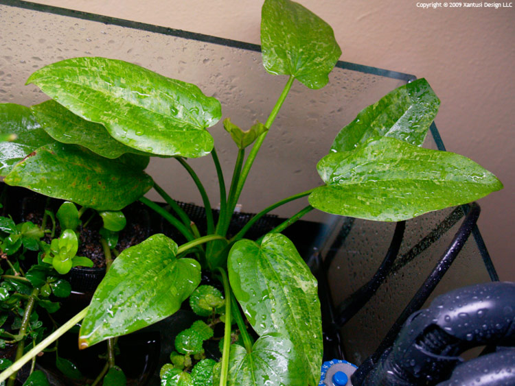 22-i-10-echinodorus-cordifolius-tropica-marble-queen-i-m.jpg