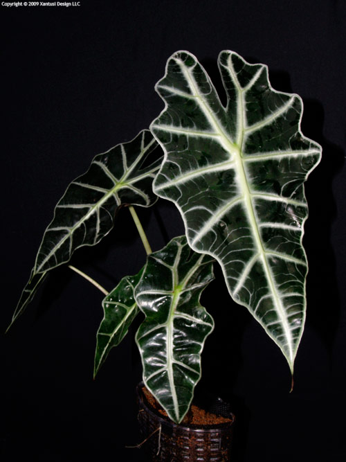 22-x-09-alocasia-amazonica-ii-s.jpg