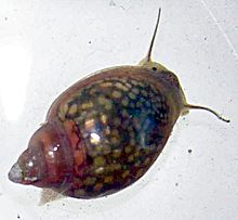 220px-Physa_acuta_001.jpg