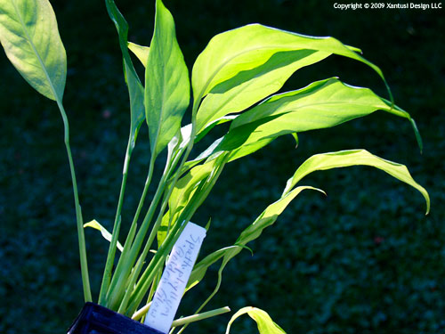 24-vii-09-spathiphyllum-golden-glow-s.jpg