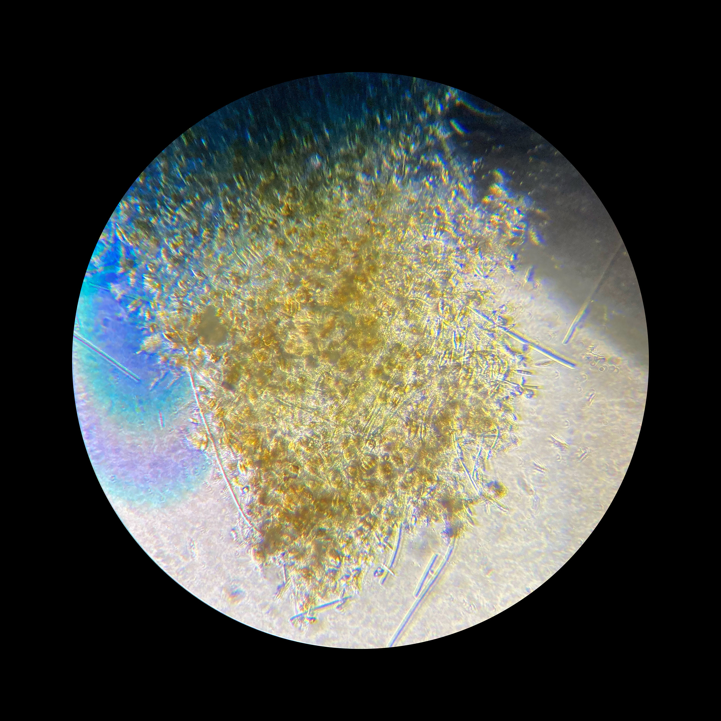 26-I-22-microscopy-IV.jpg