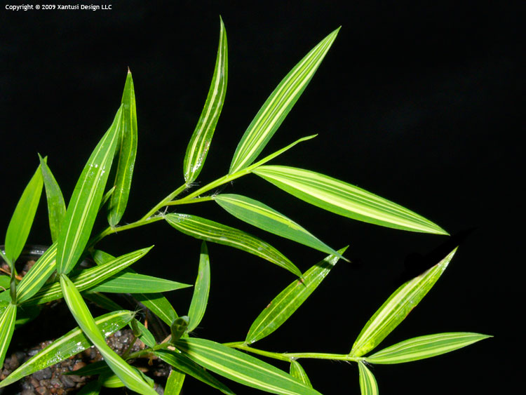 3-iv-10-pogonatherum-crinitum-variegatum-i-m.jpg