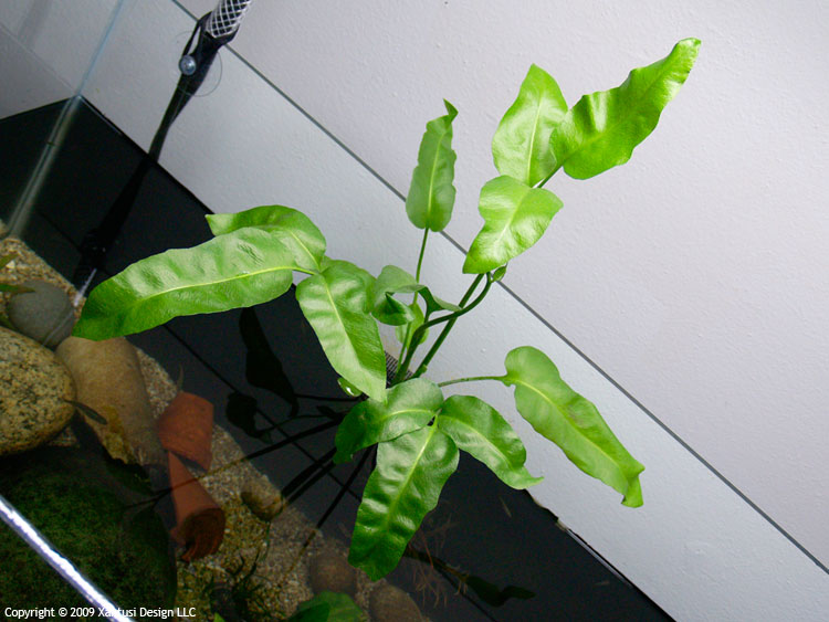 31-v-10-acrostichum-danaeifolium-i-m-jpg.jpg