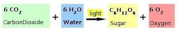 350px-Photosynthesis.jpg