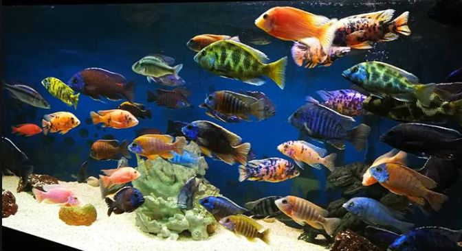 37-fish-aquarium-1-1.jpg