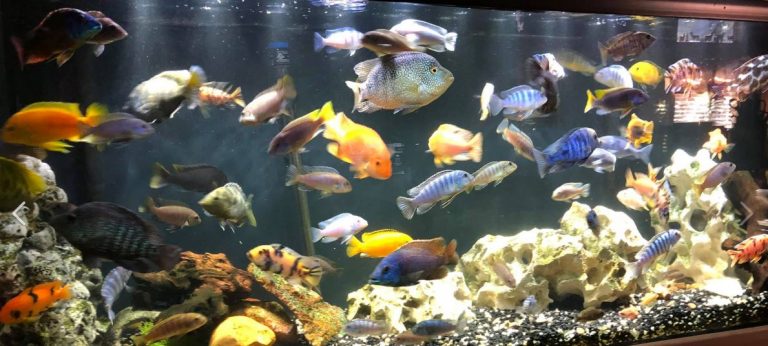 39-fish-aquarium-1-1-768x346-jpg.jpg