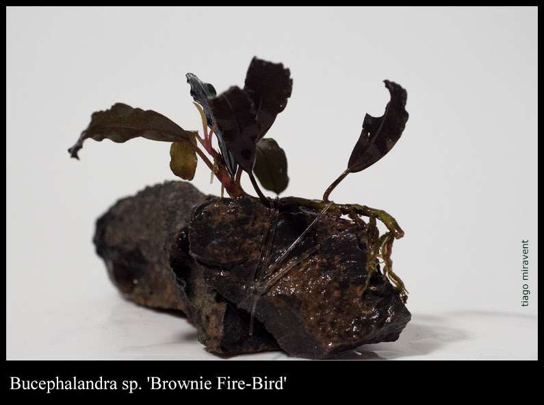 4-bucep-Brownie-Fire-Bird.jpg