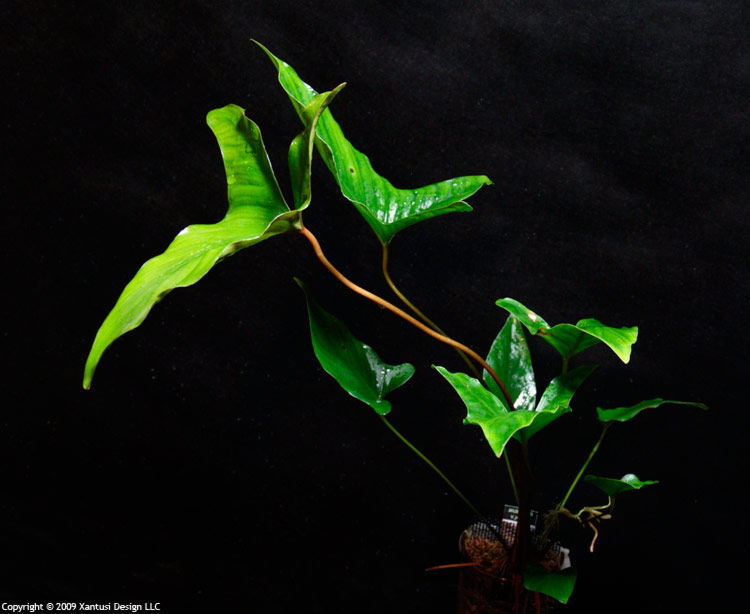 4-xi-09-anubias-hastifolia-i-m.jpg