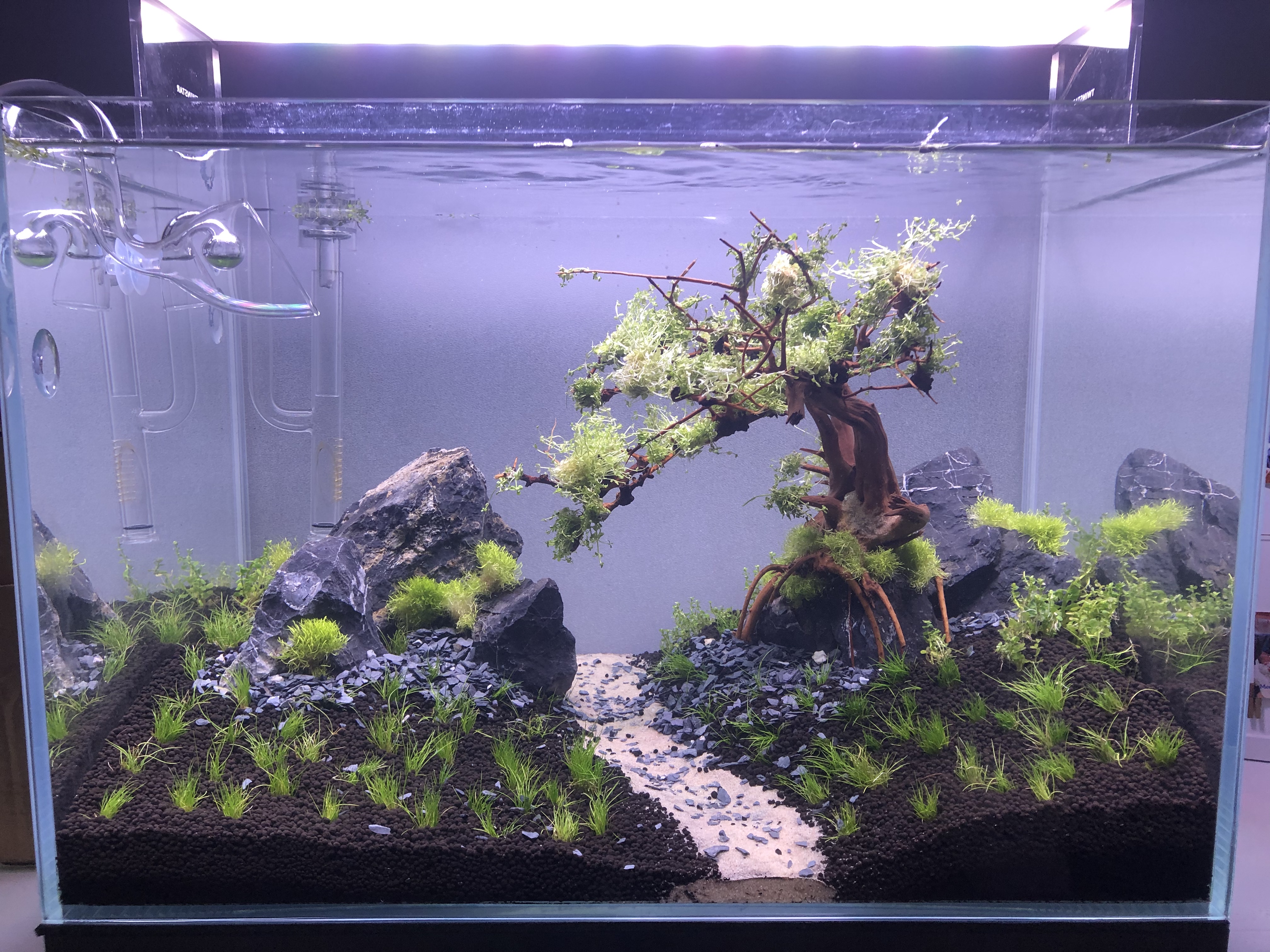 New to this - First Aquascape