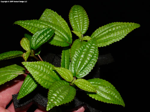 6-i-09-pilea-florida-ditch-1-iii-s.jpg