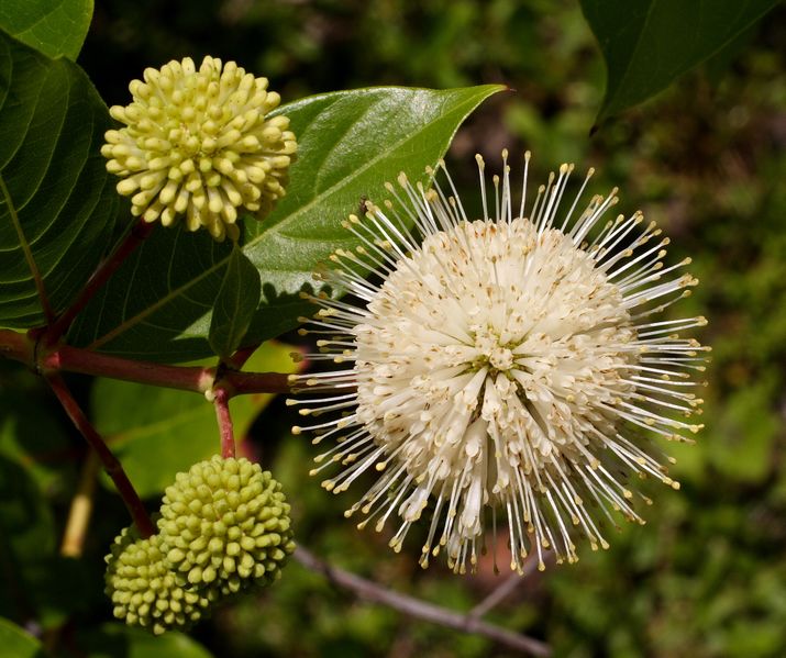 715px-Cephalanthus_occidentalis.jpg