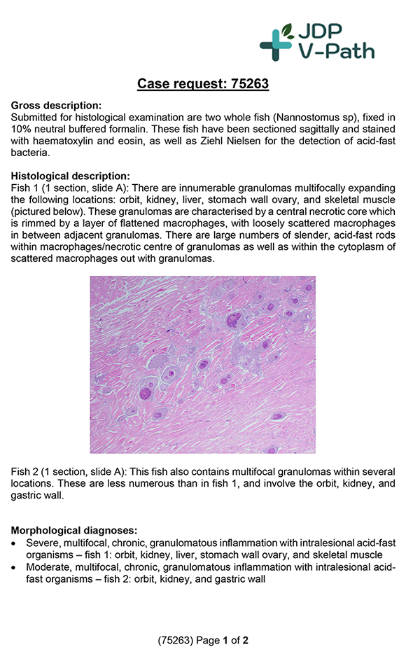75263 Nannostomus histology report-1.jpg