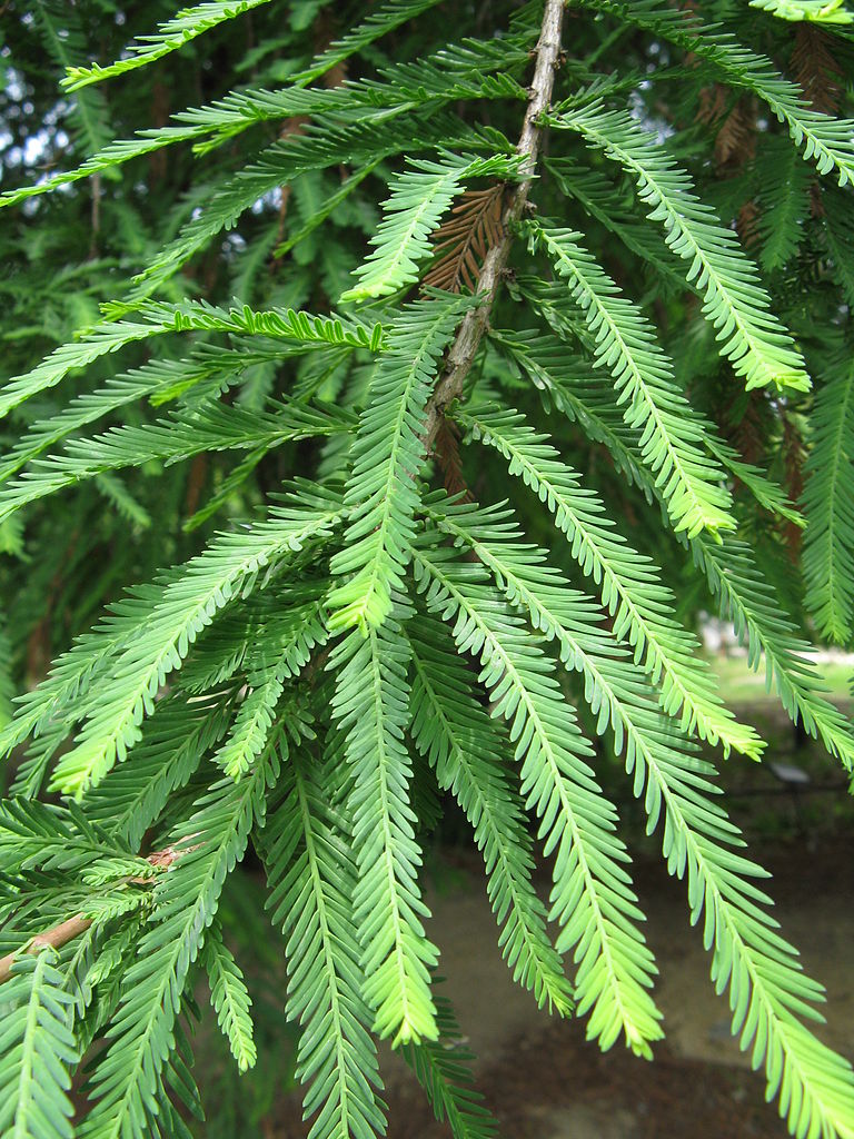 768px-Taxodium_mucronatum1.jpg