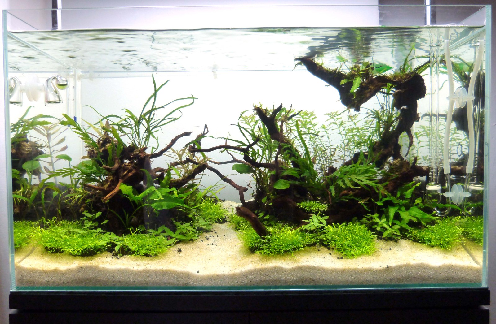 Fast Growing Aquarium Plants With Co2 Spreading Aquarium Plants
