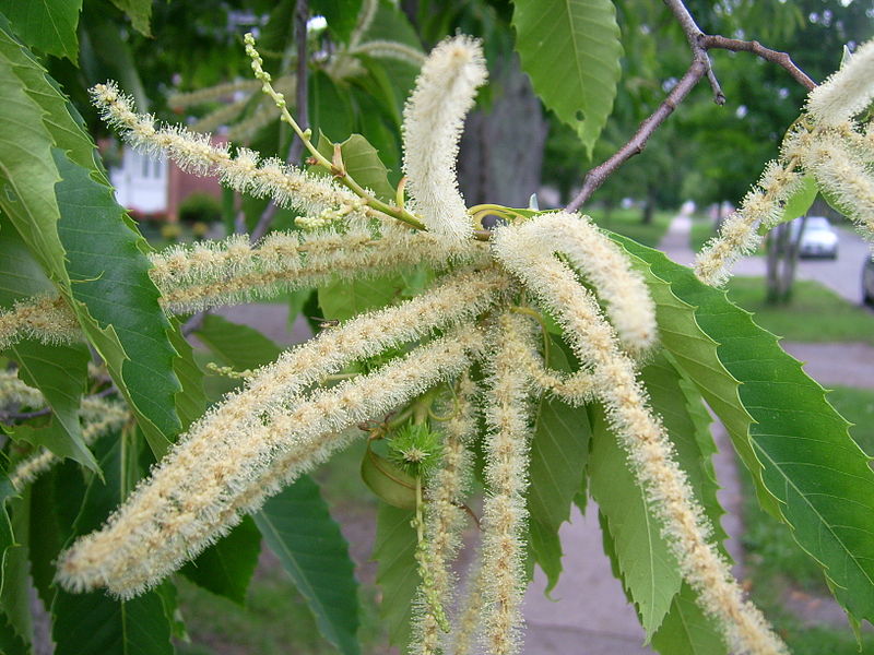 800px-American_chestnut_flowers_2_%28Sault%29.jpg