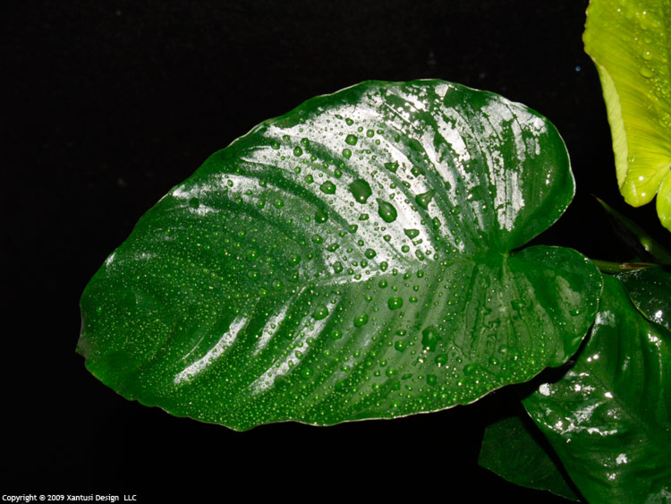 9-xi-09-anubias-barteri-iii-m.jpg