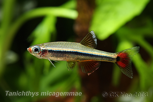 White Cloud Mountain Minnows