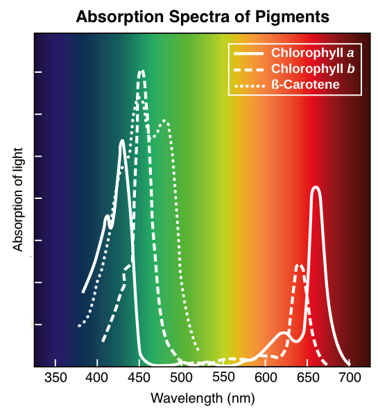 absorbption spectra.png