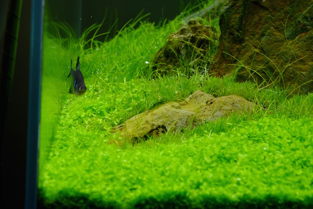 Algae%20Hairgrass%203%20Trim.jpg