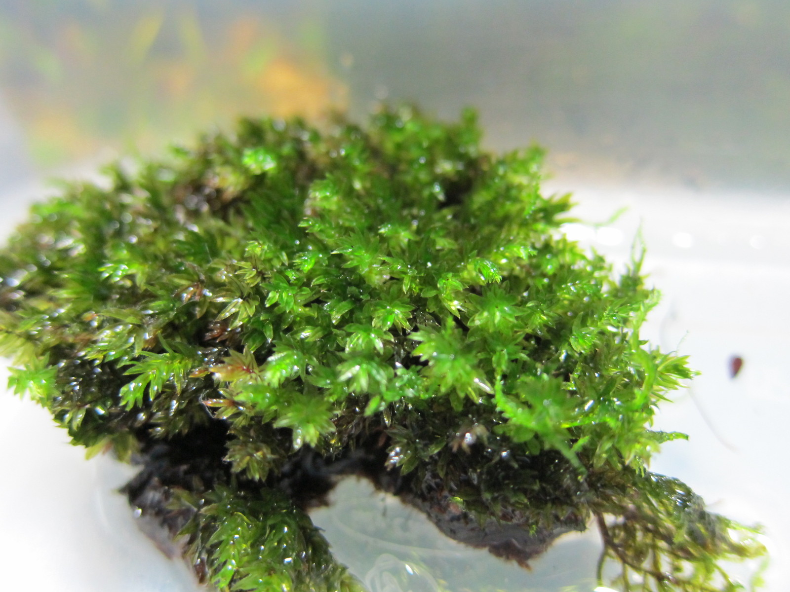 Сфагнум водная. Мох Мальорка аквариумный. Японский водяной мох. Круглый мох в воде. Шишки с мхом в аквариум.