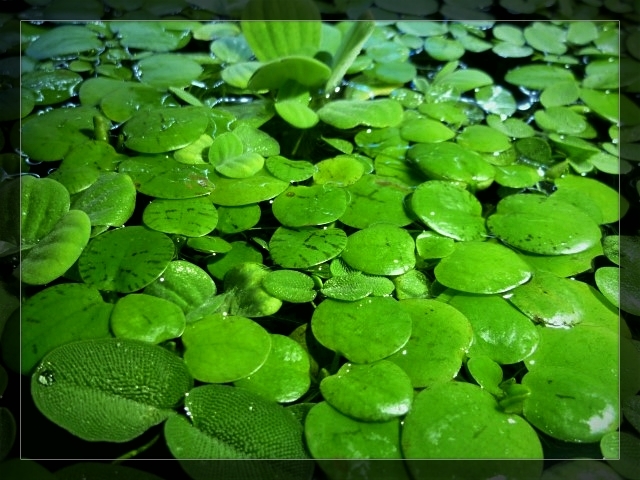 Amazon Frogbit and other floating sp..jpg