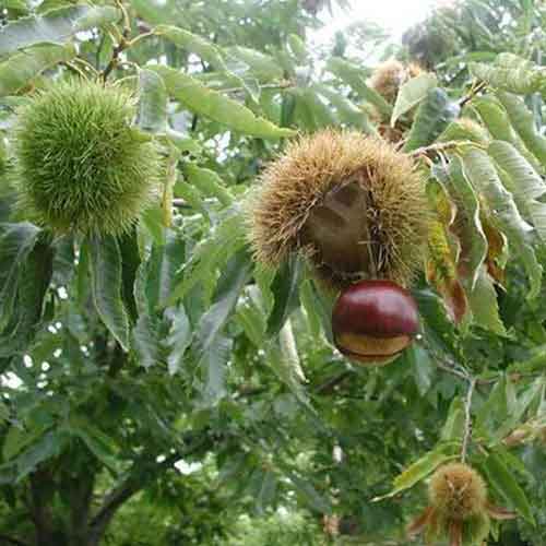 American-Chestnut-1.jpg