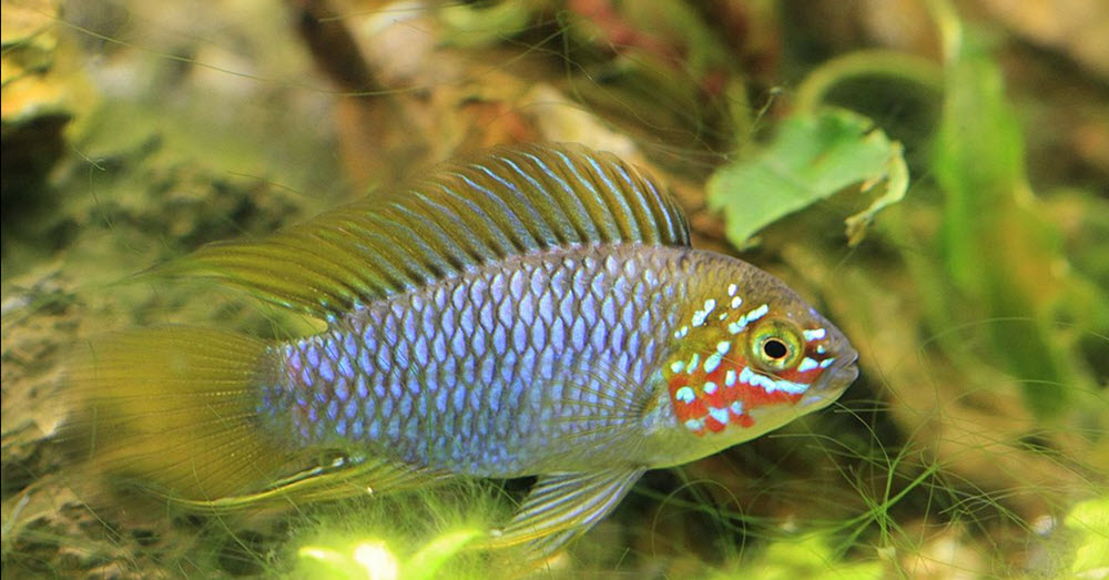 apistogramma-borellii.jpg