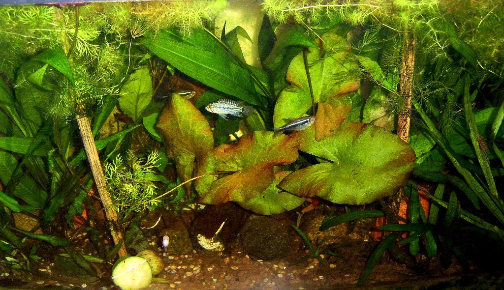 apistogramma_clear_view.jpg