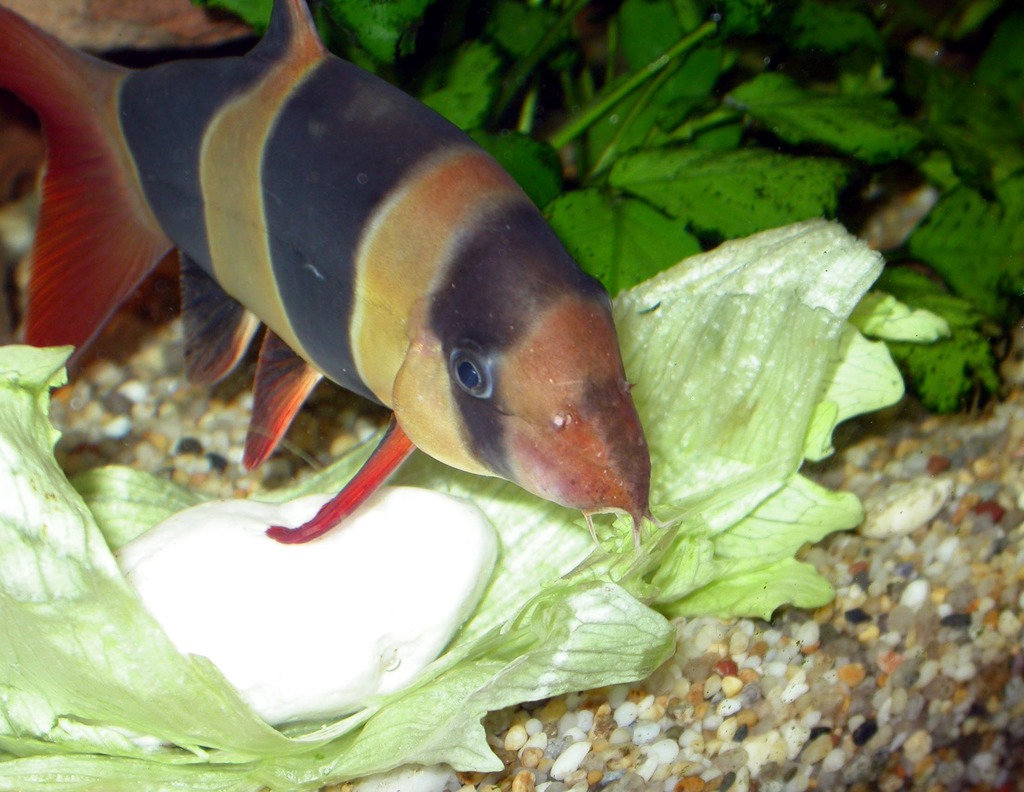 Aqu%20Clown%20loach%20eating%20lettuce%202%2011-03.jpg