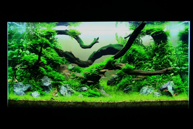 aquascape-274-front-4.jpg