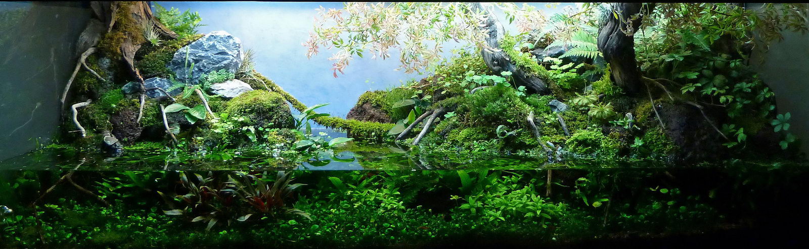 aquascaping-riparium-paludarium.jpg