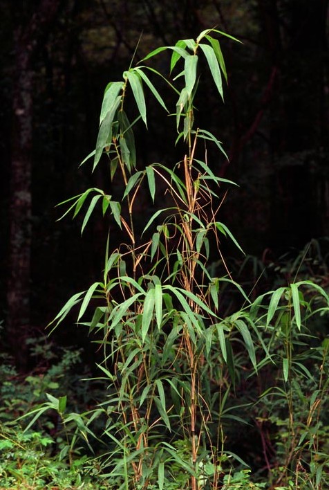 Arundinaria_gigantea.jpg