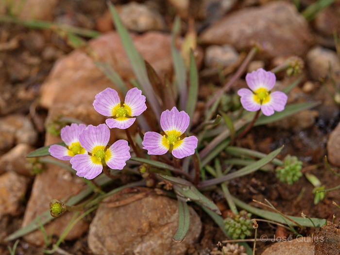 Baldellia_ranunculoides2.jpg