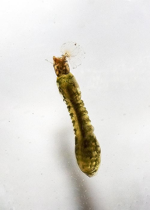 black-fly-larva.jpg